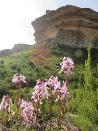 Scenic view of pink and mountains against sky