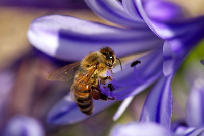 Close-up of bee pollinating on purple agapanthus flower