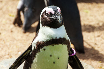 Close-up of penguin