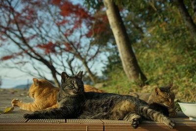 Cats living in hachimanyama observatory against the background of autumn leaves