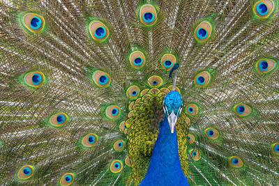 Male peacock displaying multicoloured, blue, green, gold, feathers in mating show fanned display