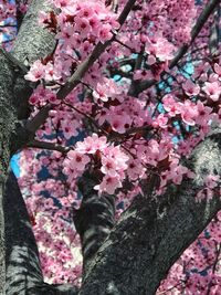 Low angle view of pink flowers on tree