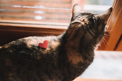 Close-up of cat looking at home