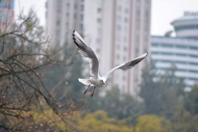 Close-up of bird flying against trees