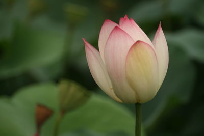 Close-up of pink lotus