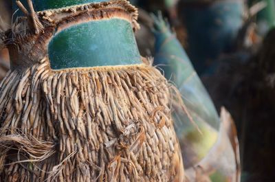 Close up of tall outdoors