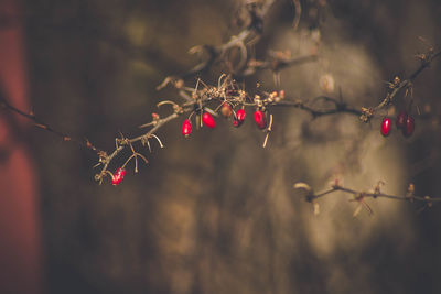 Close-up of red berries growing on tree