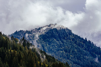 Panoramic view of pine trees against sky