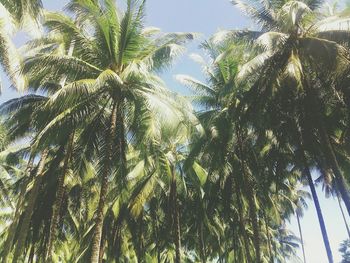 Low angle view of palm trees