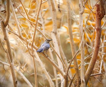 Close-up of bird perching on branch