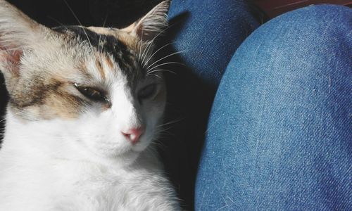 Close-up of cat sitting on man