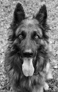 Portrait of dog on field