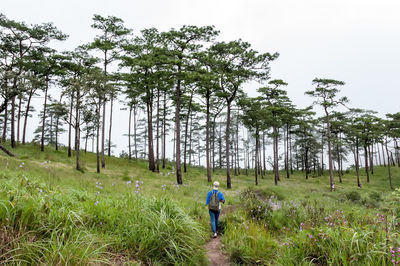 Rear view of backpacker walking on land in forest