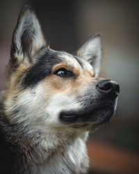 Close-up of dog looking away