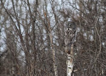 Bird perching on branch of tree