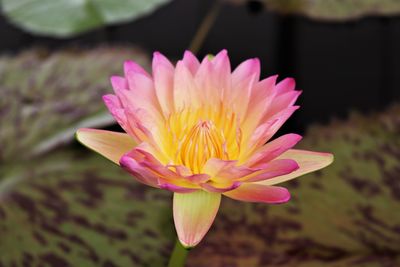 Close-up of pink water lily