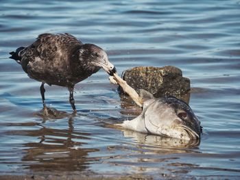 Close-up of bird eating fish head.