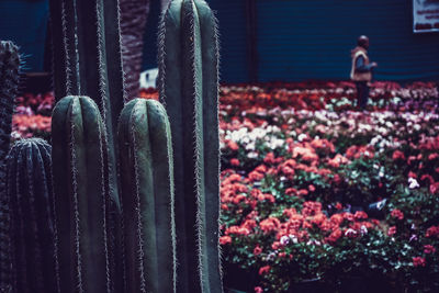 Close-up of cactus plant