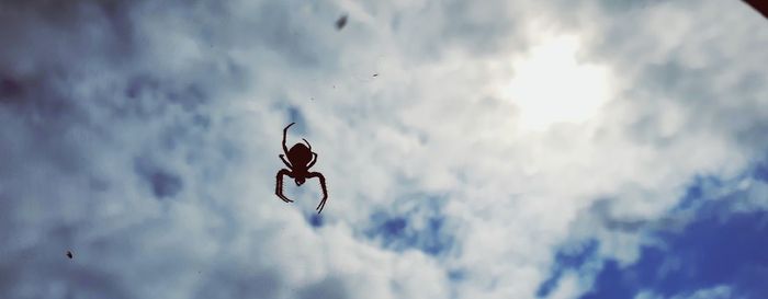 Low angle view of spider in the sky