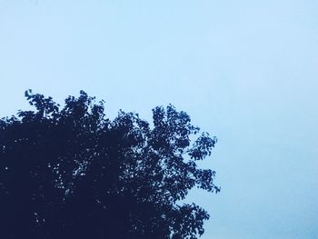 Low angle view of trees against clear sky