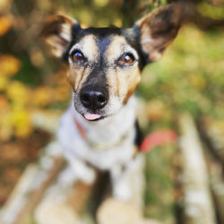 Close-up portrait of dog on field