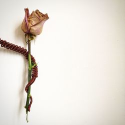 Close-up of dried rose against colored background