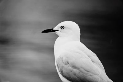 Close-up of seagull