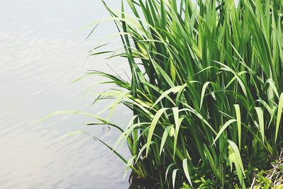 Plants growing in pond