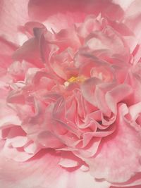 Close-up of pink flower