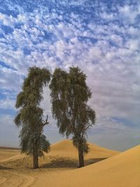 Trees on sand dunes against sky