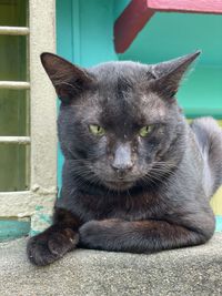 Close-up portrait of cat sitting outdoors