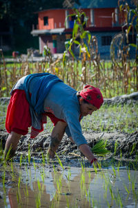 Single women sowing rice in the field