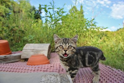 Close-up of angry cat on roof of building