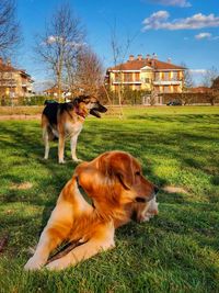 Dog on grassy field