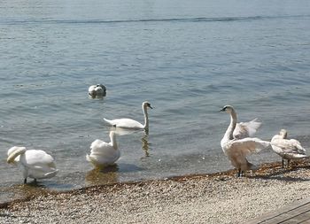 Swans and ducks swimming in lake