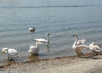 Swans and ducks swimming in lake