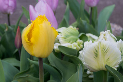 Close-up of yellow flowers blooming outdoors