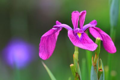 Close-up of pink flowers