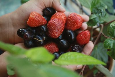 Close-up of strawberries