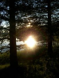 Sun shining through trees in forest