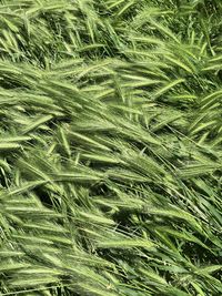 Full frame shot of stalks in field