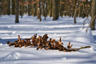 Dry plants on snow covered land