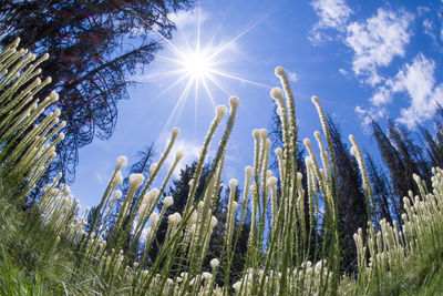 Low angle view of trees on field against sky