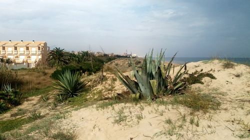 Plants on beach against sky