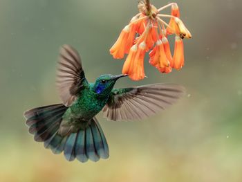 Close-up of bird pollinating flower while flying outdoors