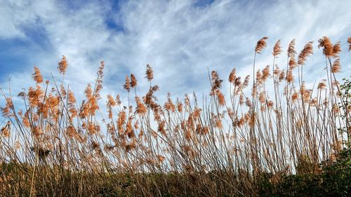 Low angle view of stalks in field against sky