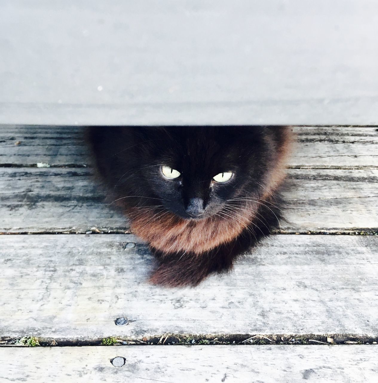 domestic cat, one animal, domestic animals, animal themes, pets, feline, mammal, no people, looking at camera, day, portrait, outdoors, whisker, close-up, yellow eyes