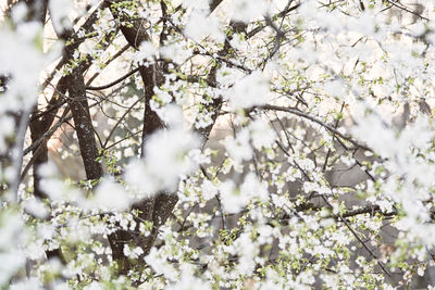 Low angle view of white flowering tree