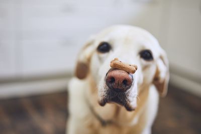 Close-up portrait of dog