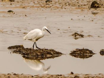 Little egret amidst water at lakeshore